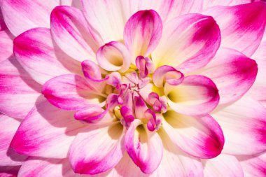 Sabah çiğ damlaları ile renkli yıldız çiçeği