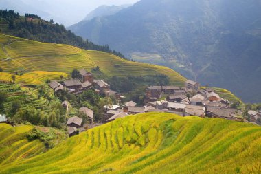 Longsheng Rice Terasları (Dragon 's Backbone) Çin' in Guilin şehrinden yaklaşık 100 km (62 mi) uzaklıkta, Longsheng County 'de bulunmaktadır.