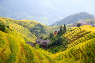 Longsheng Rice Terasları (Dragon 's Backbone) Çin' in Guilin şehrinden yaklaşık 100 km (62 mi) uzaklıkta, Longsheng County 'de bulunmaktadır.