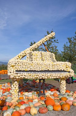 Sonbahar pazarında renkli balkabağı koleksiyonu