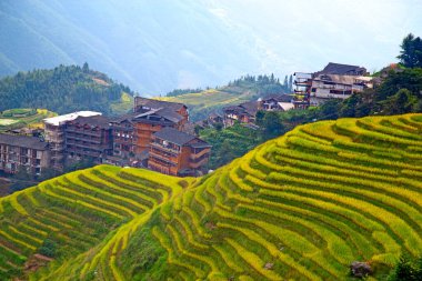 Longsheng Rice Terasları (Dragon 's Backbone) Çin' in Guilin şehrinden yaklaşık 100 km (62 mi) uzaklıkta, Longsheng County 'de bulunmaktadır.
