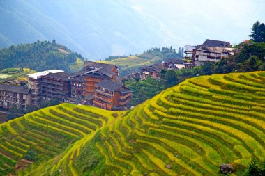 The Longsheng Rice Terraces(Dragon's Backbone) also known as Longji Rice Terraces are located in Longsheng County, about 100 kilometres (62 mi) from Guilin, Guangxi, China clipart