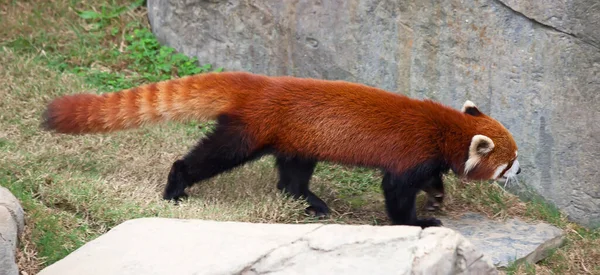 Red Panda Firefox Jarang Terjadi Aktivitas — Stok Foto