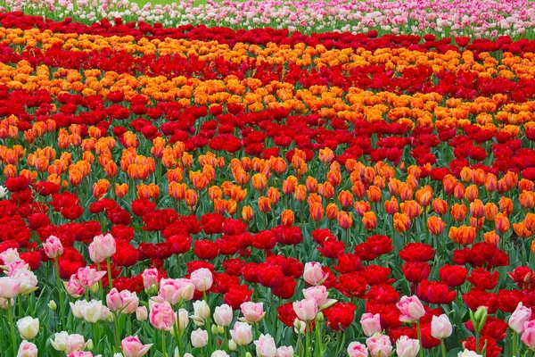 Tulipani Freschi Fiore Nel Giardino Primaverile — Foto Stock