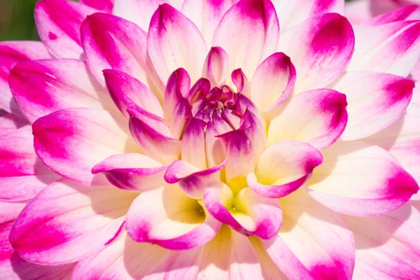 Flor Dália Colorida Com Gotas Orvalho Manhã — Fotografia de Stock