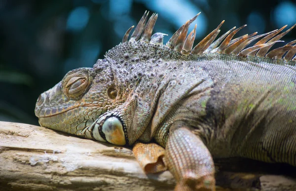 Zielona Iguana Dżungli — Zdjęcie stockowe