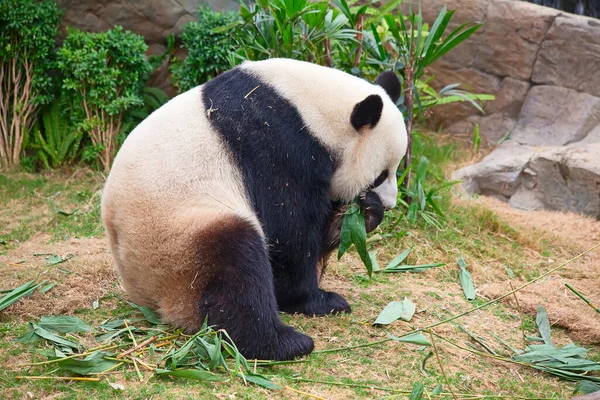 Óriás Pandamaci Bambuszleveleket Eszik — Stock Fotó