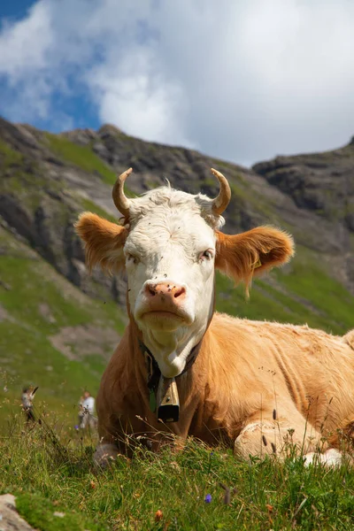 Alplerdeki Sviçre Ineği Grindelwald Jungfrau Bölgesi Cantone Bern Sviçre — Stok fotoğraf