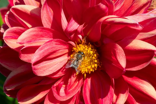 Fleurs Dahlia Colorées Avec Gouttes Rosée Matin — Photo