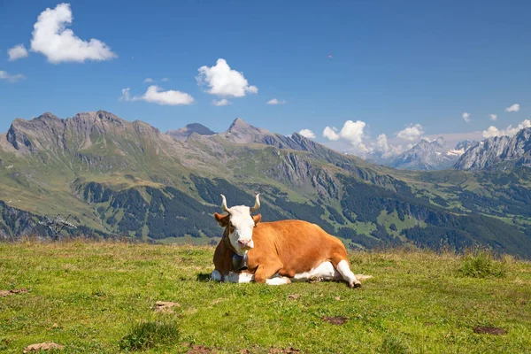 アルプスのスイス牛 マンリヒェン ユングフラウ地方 カントーン ベルン スイス — ストック写真