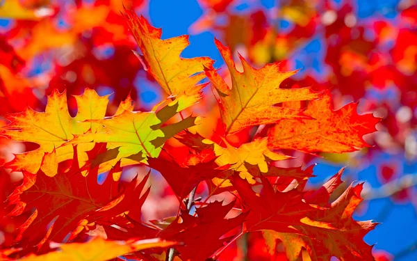 Autumnal Leafs Deep Blue Sky — Stock Photo, Image