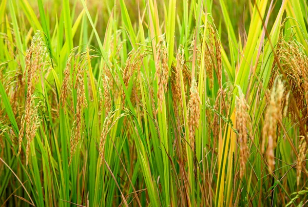 Las Terrazas Arroz Longsheng Dragon Backbone También Conocidas Como Terrazas —  Fotos de Stock