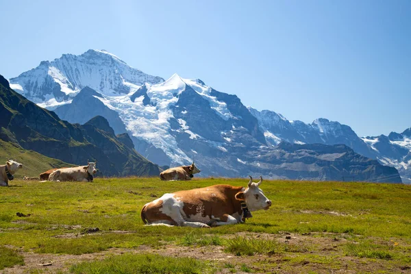 Mucca Svizzera Nelle Alpi — Foto Stock