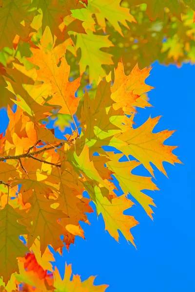 Цветной Дубовый Лист Осенью — стоковое фото