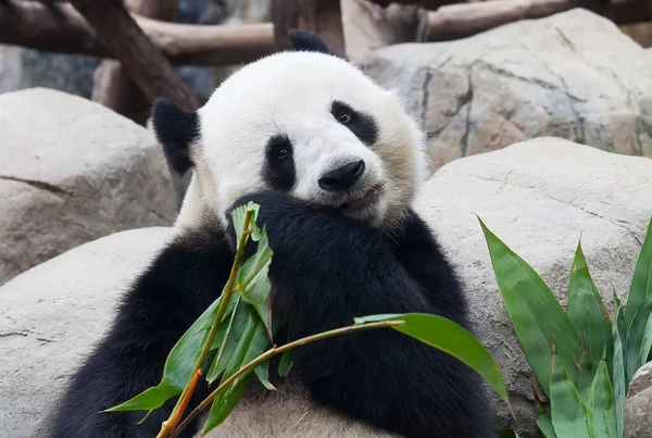 Гигантская Панда Медведь Ест Бамбуковые Листья — стоковое фото