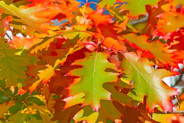 Feuille Chêne Colorée Automne — Photo