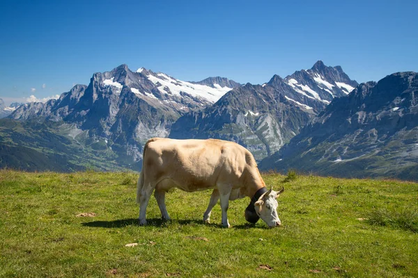 Vaca Suiza Los Alpes Mannlichen Región Jungfrau Cantón Berna Suiza —  Fotos de Stock