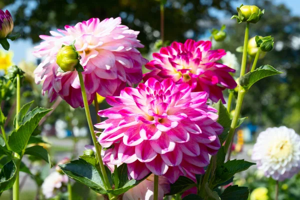 Colorida Flor Dalia Con Gotas Rocío Matutino — Foto de Stock