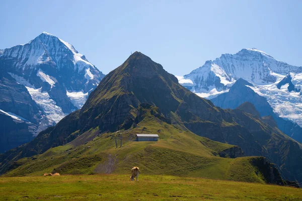 Vaca Suiza Los Alpes —  Fotos de Stock