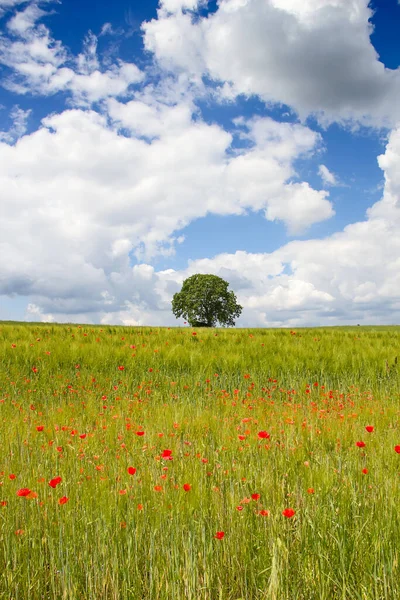 Amapola Campo Trigo — Foto de Stock