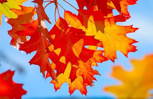 Feuille Chêne Colorée Automne — Photo