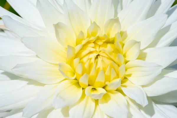 Bunte Dahlienblüte Mit Morgentautropfen — Stockfoto