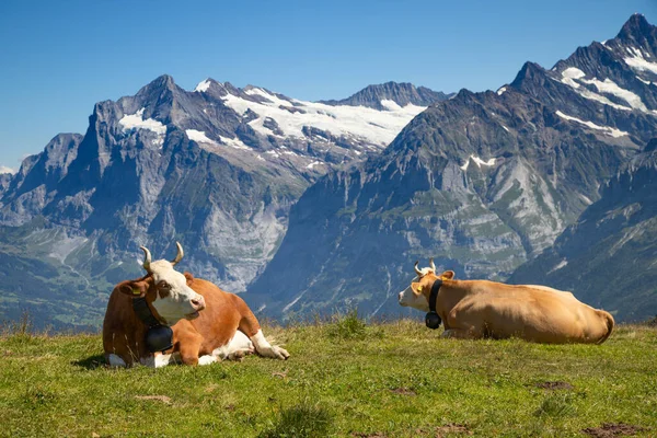 阿尔卑斯山里的瑞士奶牛 Mannlichen Jungfrau Region Cantone Bern Switzerland — 图库照片