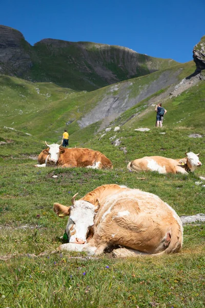 Alplerdeki Sviçre Ineği Grindelwald Jungfrau Bölgesi Cantone Bern Sviçre — Stok fotoğraf