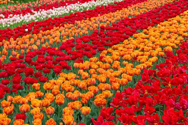 Tulipani Freschi Fiore Nel Giardino Primaverile — Foto Stock