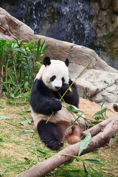 Giant Panda Bear Eating Bamboo Leafs — Stock Photo, Image