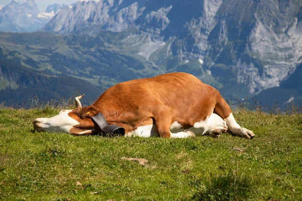 Swiss Cow Alps Mannlichen Jungfrau Region Cantone Bern Switzerland — Stock Photo, Image