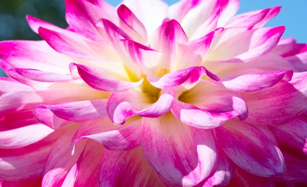 Colorida Flor Dalia Con Gotas Rocío Matutino — Foto de Stock