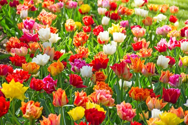 Świeże Kwitnące Tulipany Wiosennym Ogrodzie — Zdjęcie stockowe