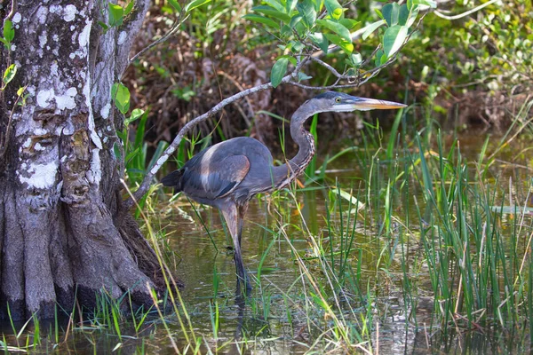 Grande Garça Cinza Escondida Graa Parque Nacional Everglades — Fotografia de Stock
