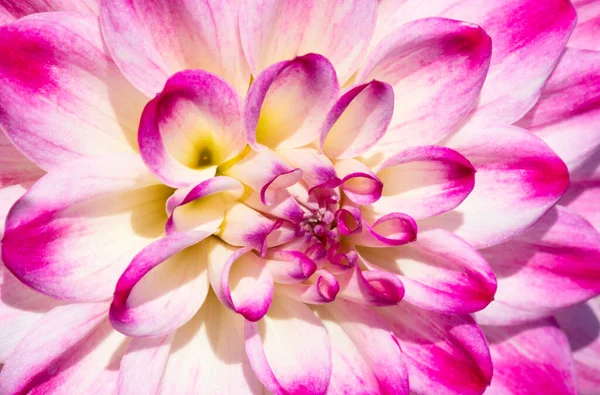 Fleurs Dahlia Colorées Avec Gouttes Rosée Matin — Photo