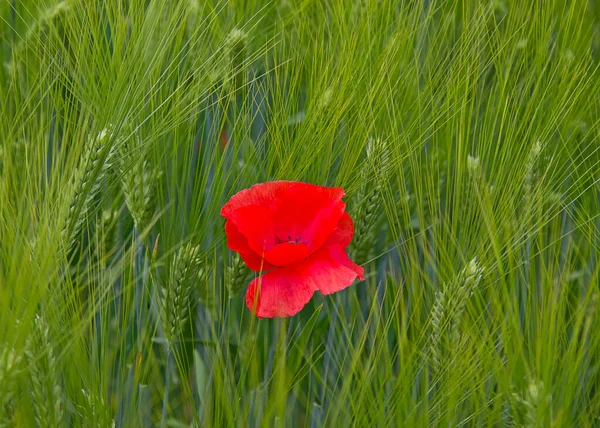 Poppy Het Tarweveld — Stockfoto