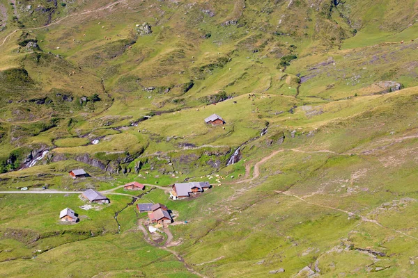 Szwajcarska Krowa Alpach Grindelwald Obwód Jungfrau Kanton Berno Szwajcaria — Zdjęcie stockowe