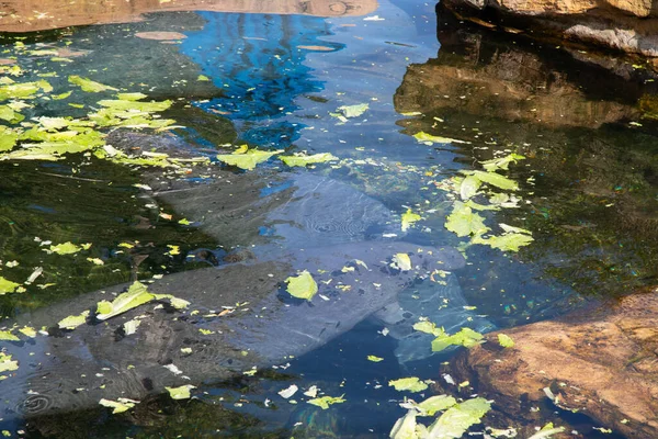 West Indian Manatee Nature Protection Concervation Center — Stock Photo, Image