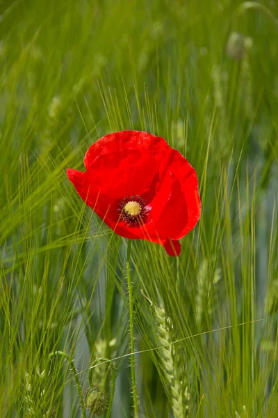 Poppy Het Tarweveld — Stockfoto