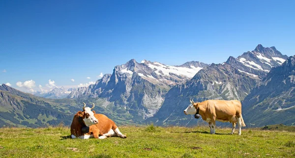 Vaca Suiza Los Alpes —  Fotos de Stock