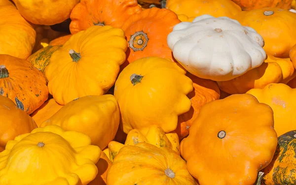 Bunte Kürbiskollektion Auf Dem Herbstmarkt — Stockfoto