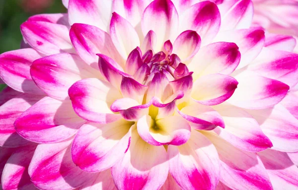 Färgglada Dahlia Blomma Med Morgon Dagg Droppar — Stockfoto