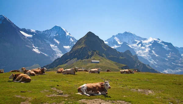 Vaca Suiza Los Alpes —  Fotos de Stock