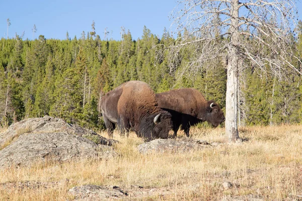 Bison Nel Parco Nazionale Yellowstone Wyoming Stati Uniti — Foto Stock