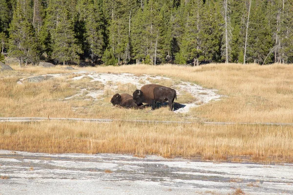 美国怀俄明州黄石公园的野牛 — 图库照片
