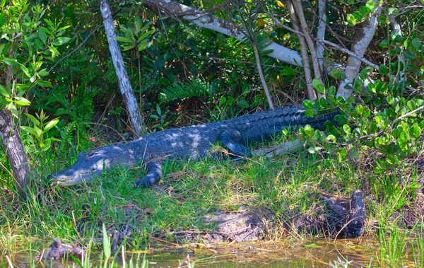 Εθνικό Πάρκο Everglades Φλόριντα Ηπα — Φωτογραφία Αρχείου