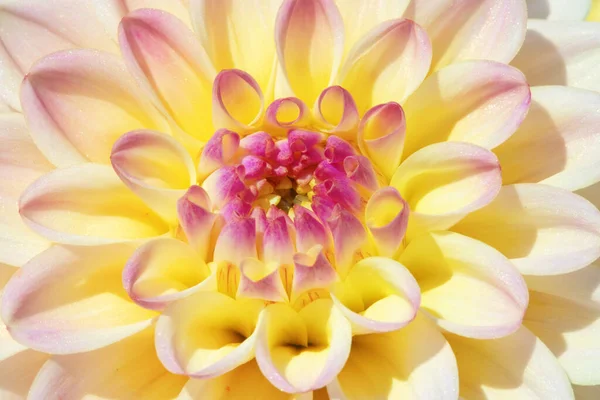 Barevný Dahlia Květ Ranní Kapky Rosy — Stock fotografie