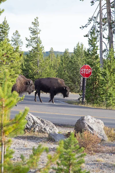 Bison Yellowstone National Park Wyoming Usa — Stock Photo, Image