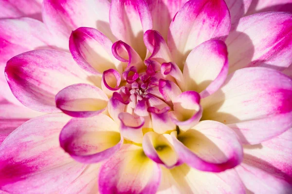 Flor Dália Colorida Com Gotas Orvalho Manhã — Fotografia de Stock