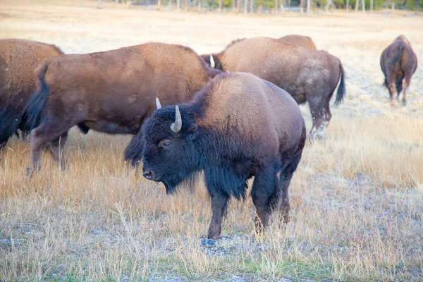 Bison Nel Parco Nazionale Yellowstone Wyoming Stati Uniti — Foto Stock